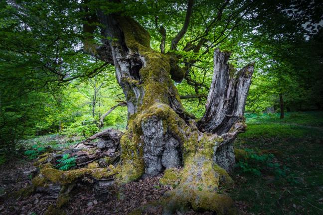 Tolkien Friendship Society